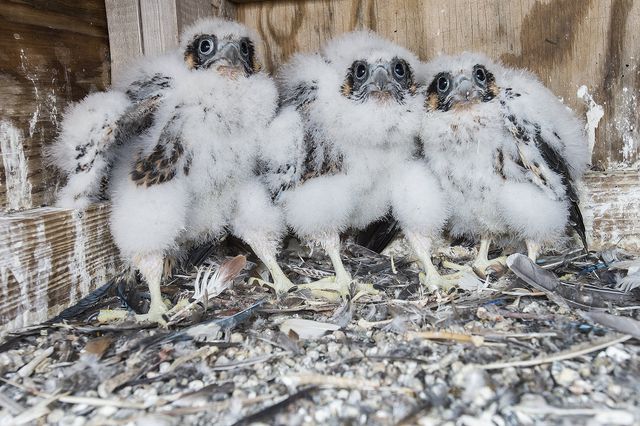 Two boy and two girl falcons were born atop the Verrazano Bridge<br/>
